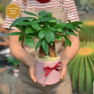 Chậu cây Kim ngân bonsai 3 thân kiểu trụ lớn