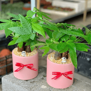 Chậu cây Kim ngân bonsai 3 thân kiểu trụ lớn