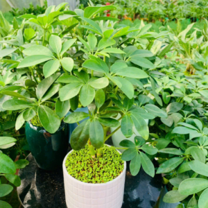 Chậu cây Ngũ gia bì 2 thân hình trụ tăm nền cỏ