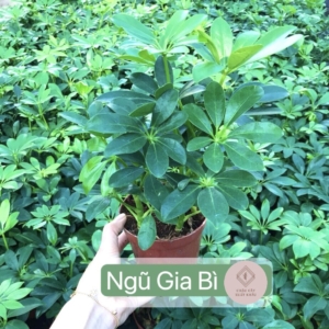 chậu cây ngũ gia bì thô