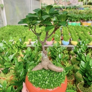 chậu cây si bonsai hạt dẻ miệng loe nền cỏ