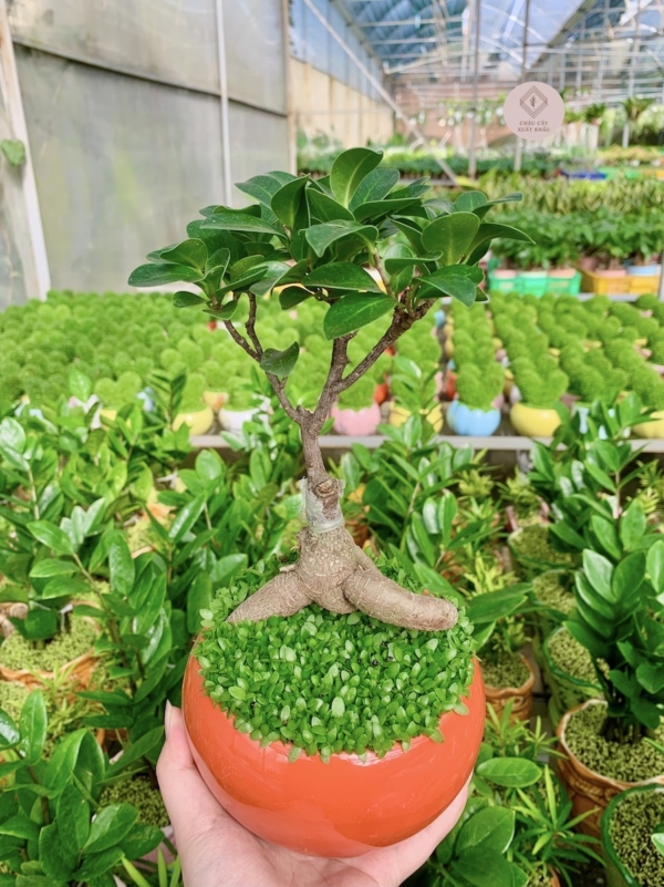 chậu cây si bonsai hạt dẻ miệng loe nền cỏ