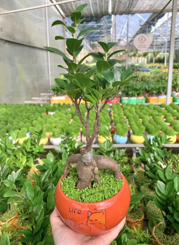 chậu cây si bonsai hạt dẻ miệng loe nền cỏ