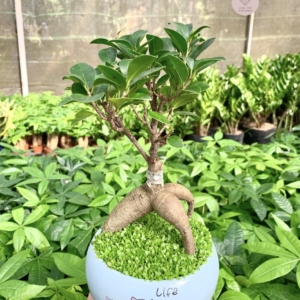 chậu cây si bonsai hạt dẻ miệng loe nền cỏ