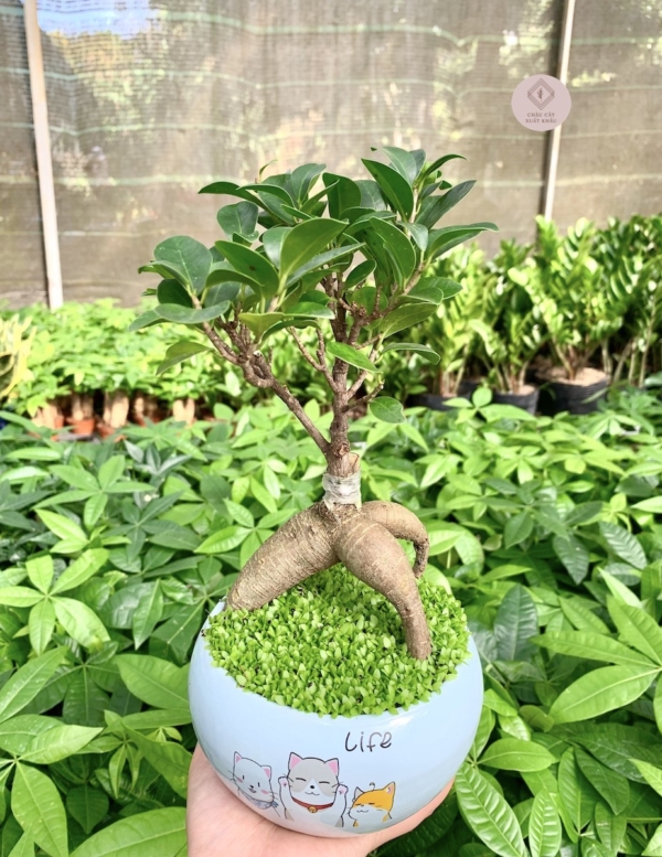 chậu cây si bonsai hạt dẻ miệng loe nền cỏ