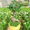 chậu cây si bonsai hạt dẻ miệng loe nền cỏ