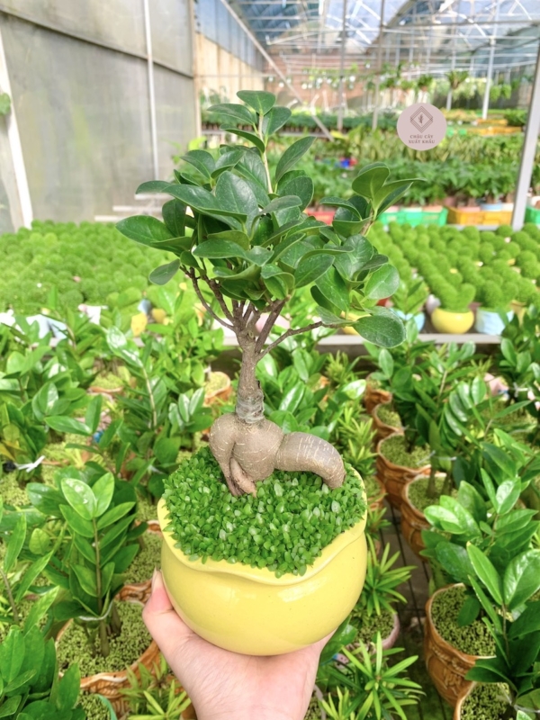 chậu cây si bonsai hạt dẻ miệng loe nền cỏ