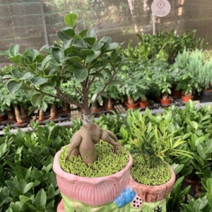 chậu cây si bonsai sen đôi nền cỏ