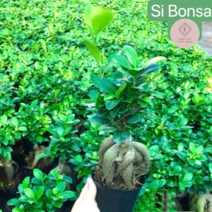 chậu cây si bonsai thô nhỏ