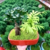 chậu cây si bonsai tiểu cảnh chữ nhật nền cỏ