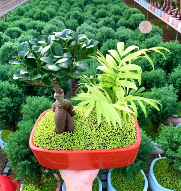 chậu cây si bonsai tiểu cảnh chữ nhật nền cỏ