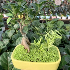 chậu cây si bonsai tiểu cảnh chữ nhật nền cỏ