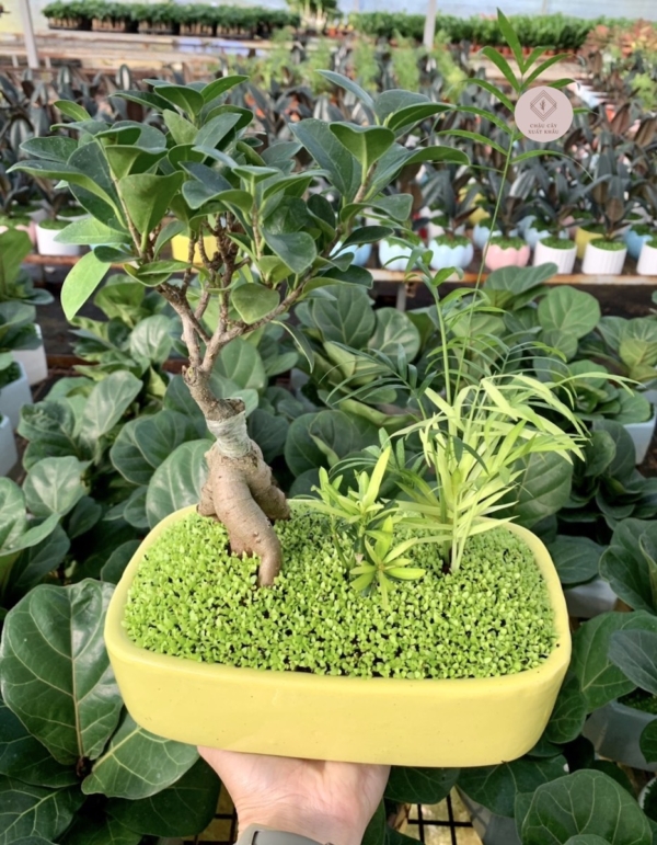 chậu cây si bonsai tiểu cảnh chữ nhật nền cỏ