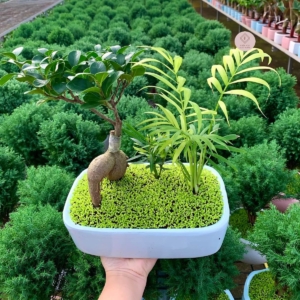 chậu cây si bonsai tiểu cảnh chữ nhật nền cỏ