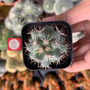 Chậu cây Xương rồng Copiapoa thô