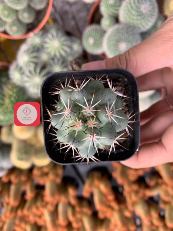 Chậu cây Xương rồng Copiapoa thô