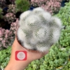 Chậu cây Xương rồng Mammillaria Schwarzii thô