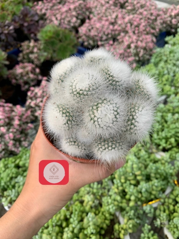 Chậu cây Xương rồng Mammillaria Schwarzii thô