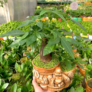 chậu kim ngân bonsai mix ngũ gia bì tiểu cảnh ông địa