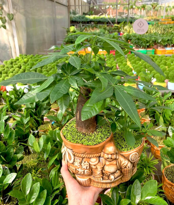 chậu kim ngân bonsai mix ngũ gia bì tiểu cảnh ông địa