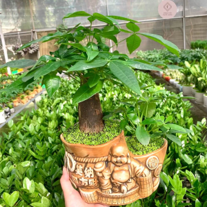 chậu kim ngân bonsai mix ngũ gia bì tiểu cảnh ông địa