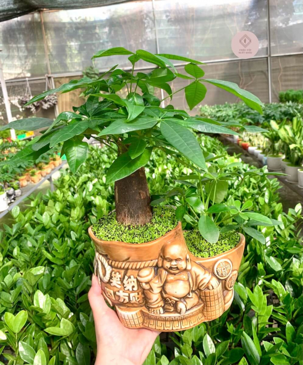 chậu kim ngân bonsai mix ngũ gia bì tiểu cảnh ông địa