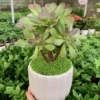 chậu sen đá aeonium hình trụ kẻ