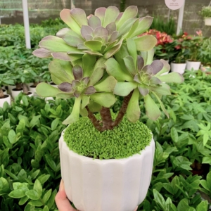 chậu sen đá aeonium hình trụ kẻ