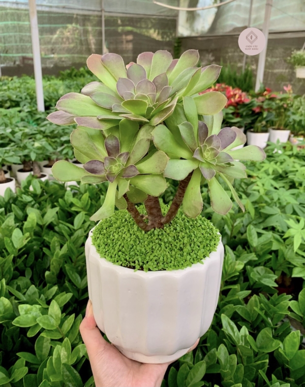 chậu sen đá aeonium hình trụ kẻ