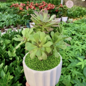 chậu sen đá aeonium hình trụ kẻ