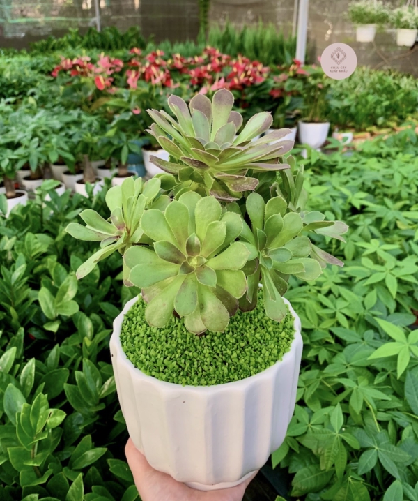 chậu sen đá aeonium hình trụ kẻ