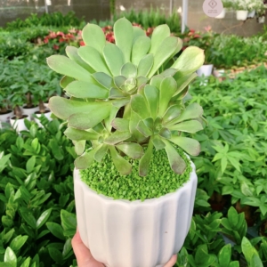 chậu sen đá aeonium hình trụ kẻ