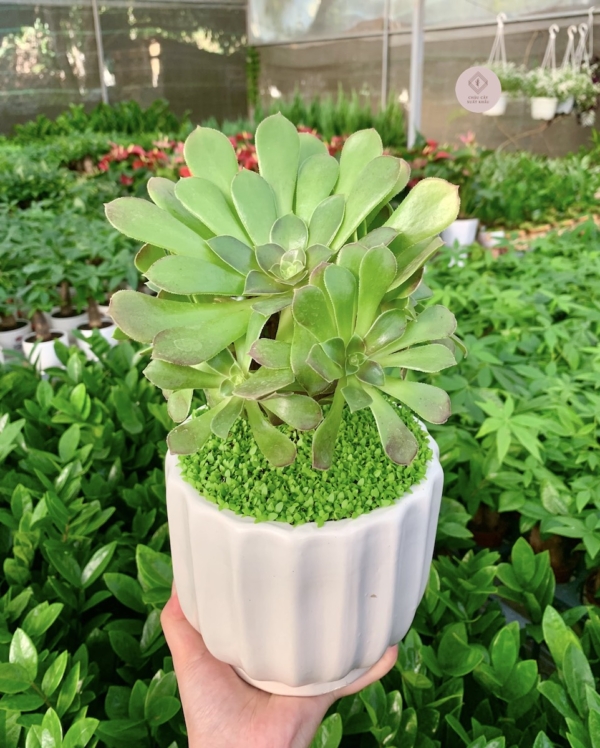 chậu sen đá aeonium hình trụ kẻ