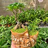 chậu Si bonsai mix cau hình ông địa