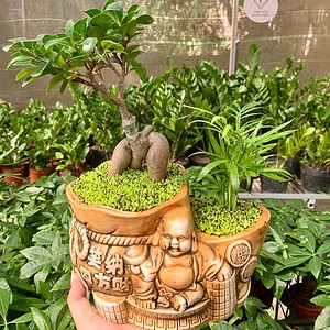 chậu Si bonsai mix cau hình ông địa