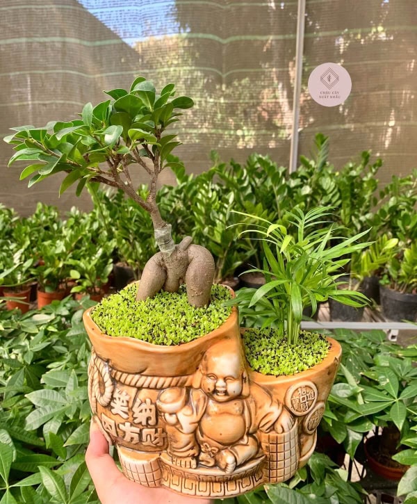 chậu Si bonsai mix cau hình ông địa