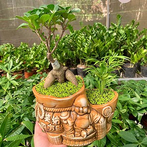 chậu Si bonsai mix cau hình ông địa