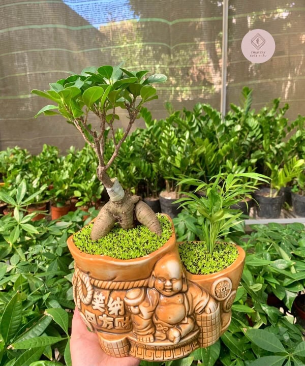 chậu Si bonsai mix cau hình ông địa