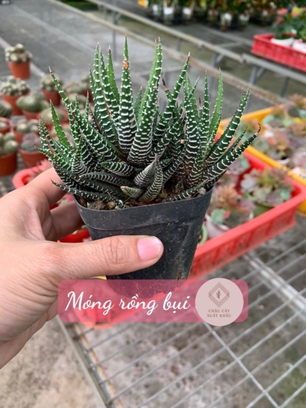 Chậu cây Xương rồng móng rồng nhỏ thô