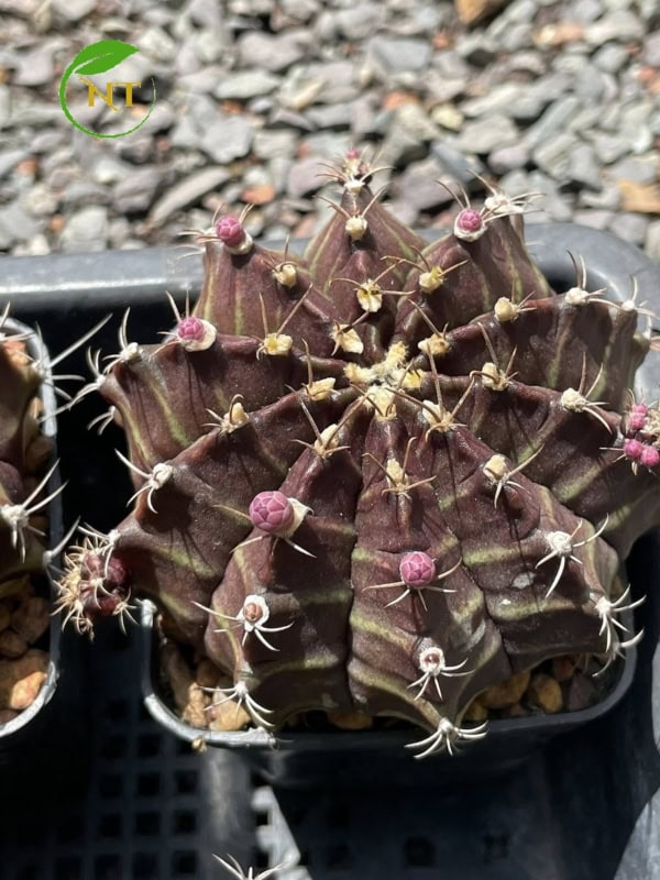Gymno đang nụ