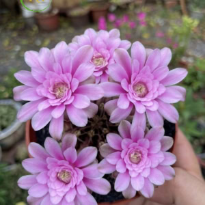 Gymno đang nụ