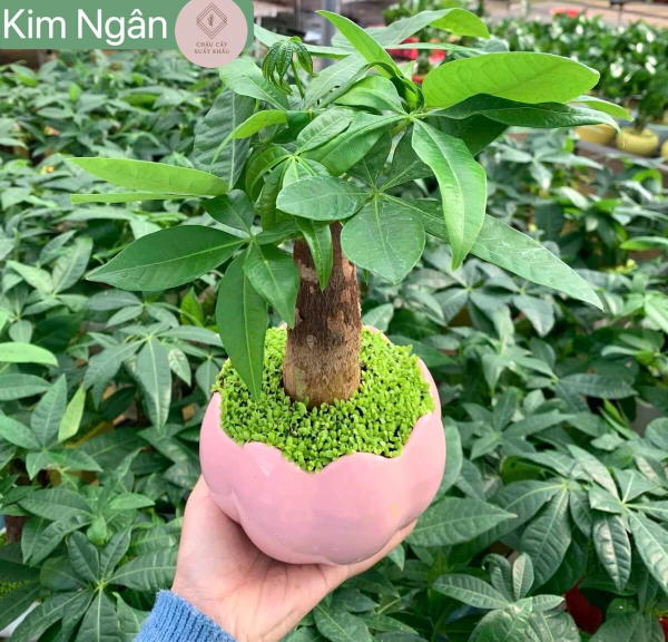 chậu cây kim ngân trứng