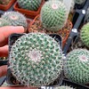 Xương rồng bánh sinh nhật