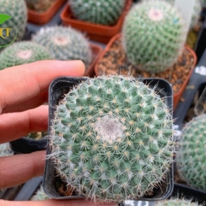 Xương rồng bánh sinh nhật