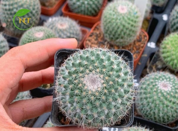 Xương rồng bánh sinh nhật