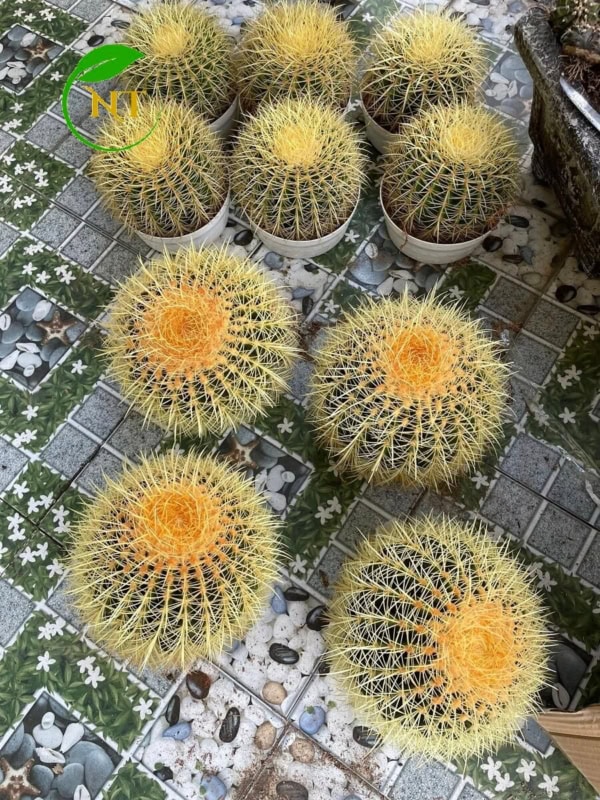 Chậu cây Xương rồng kim hổ đơn thô