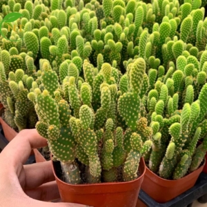 xương rồng tai thỏ
