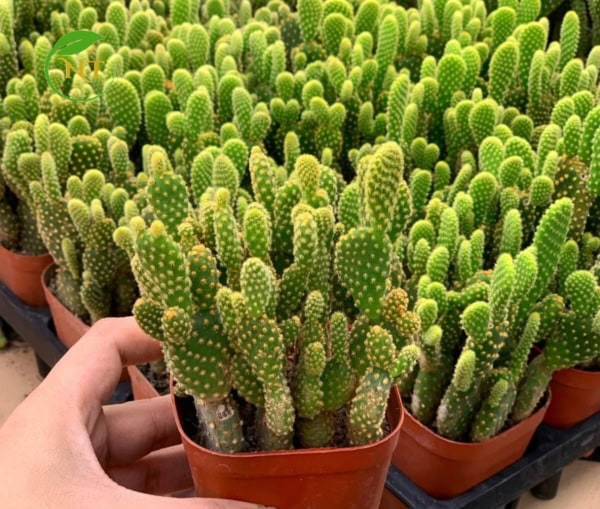 xương rồng tai thỏ