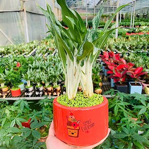 Chậu cây Giữ tiền để bàn trụ hoa văn nền cỏ