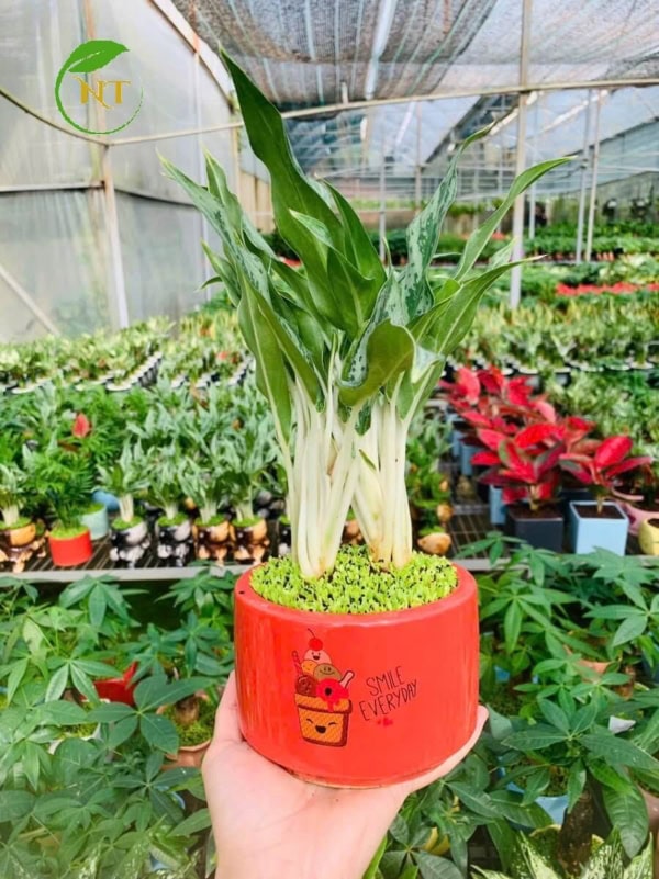 Chậu cây Giữ tiền để bàn trụ hoa văn nền cỏ